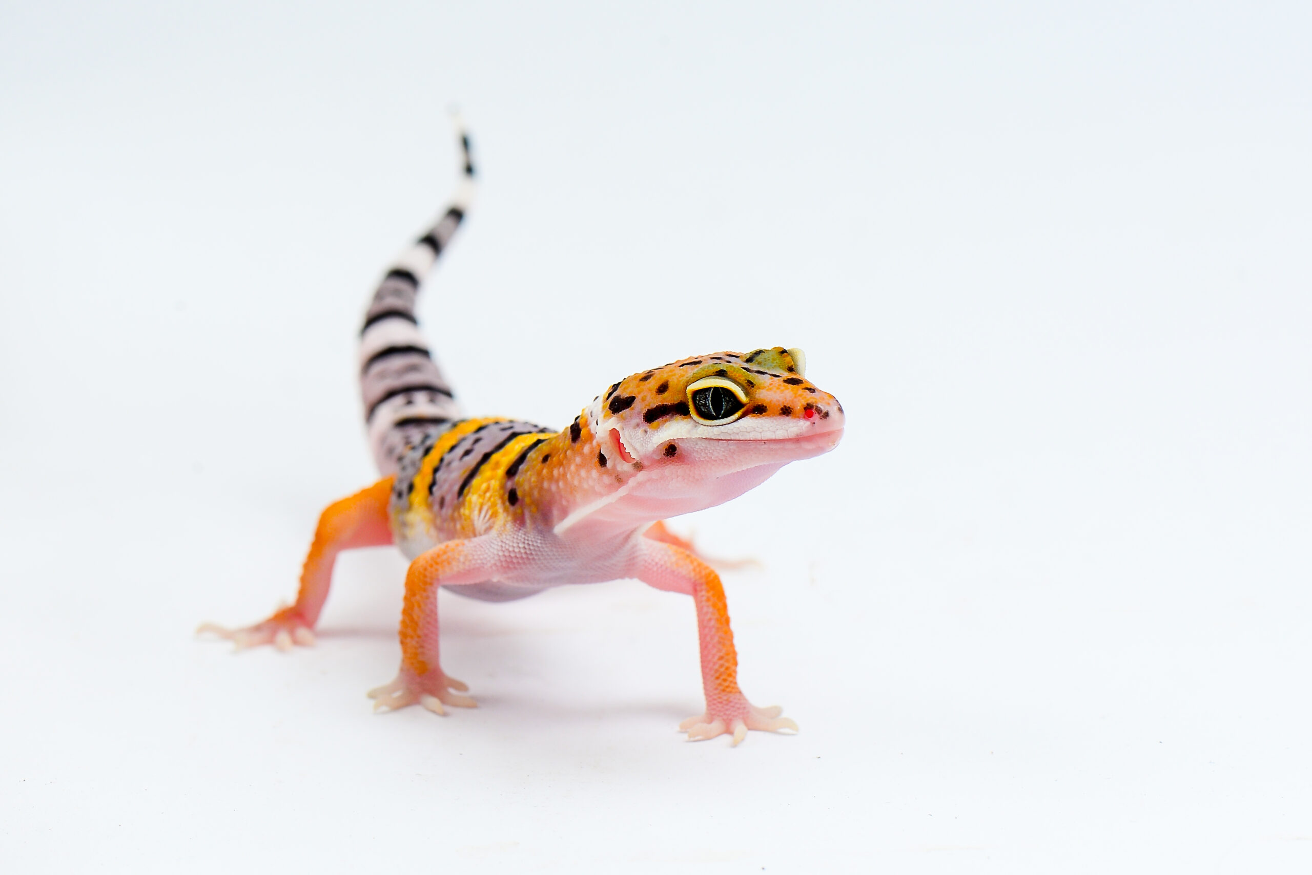 UK Pet Equipment Sales Store 29 UK Pet Equipment Sales Store -UK Pet Equipment Sales Store Leopard Gecko scaled