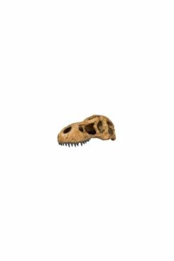 Exo Terra T-Rex Skull (PT2859)