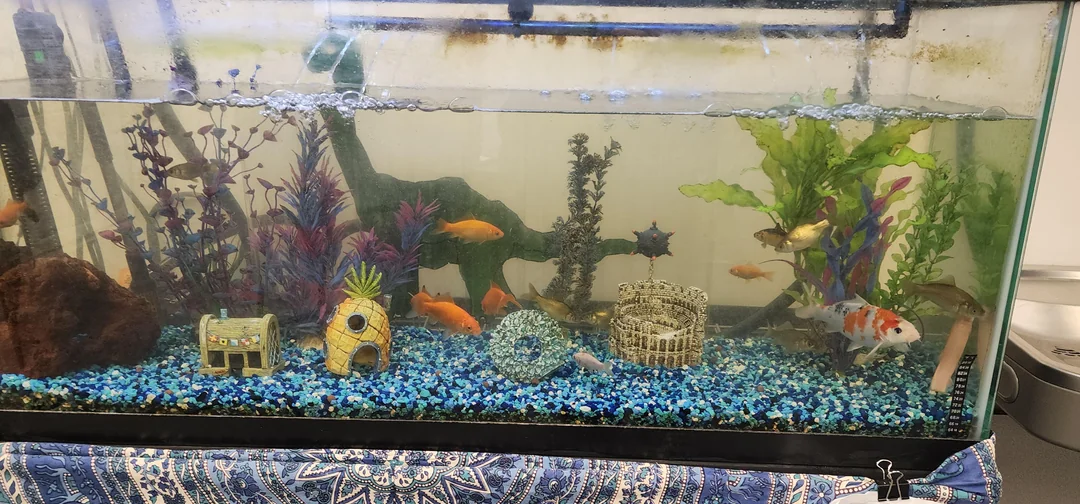 UK Pet Equipment Sales Store 11 UK Pet Equipment Sales Store -UK Pet Equipment Sales Store fish tank on my campus is it bad v0 44z1p6akteja1