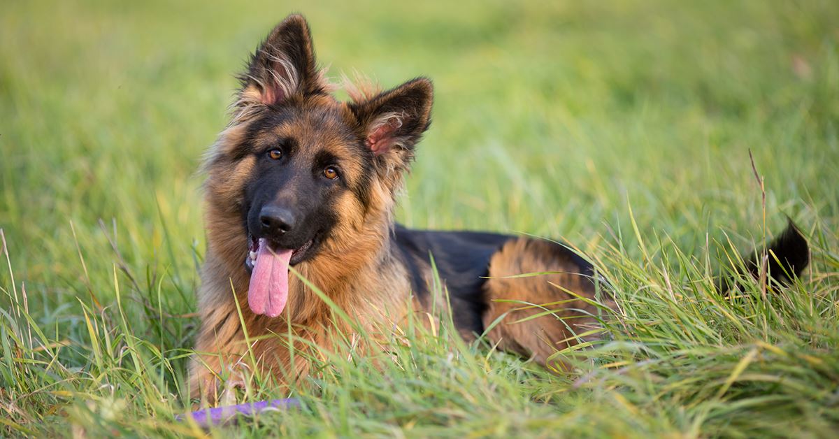 UK Pet Equipment Sales Store 10 UK Pet Equipment Sales Store -UK Pet Equipment Sales Store how to transition a german shepherd rescue into your home 509537
