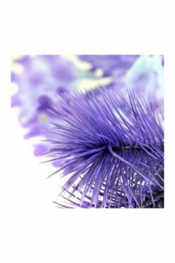 OASE BiOrb Purple Kelp Plants - Size Small 20cm -UK Pet Equipment Sales Store purplekelp3 1