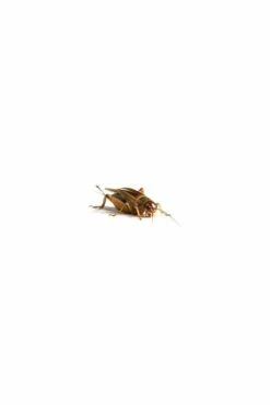 Bulk Silent Crickets Large 15mm To 20mm (approx 500)