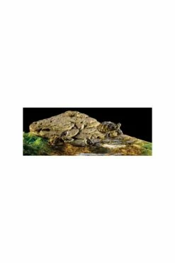 Exo Terra Turtle Bank Medium -UK Pet Equipment Sales Store turtle bank 1